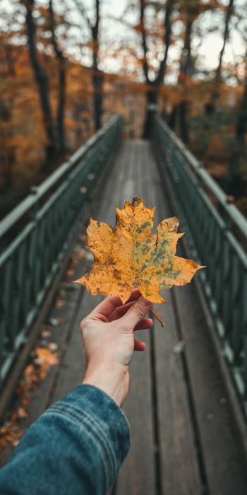 autumn leaf, maple, bridge, autumn, forest Wallpaper 720x1440