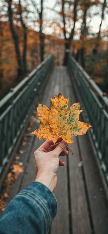 autumn leaf, maple, bridge, autumn, forest Wallpaper 1242x2688