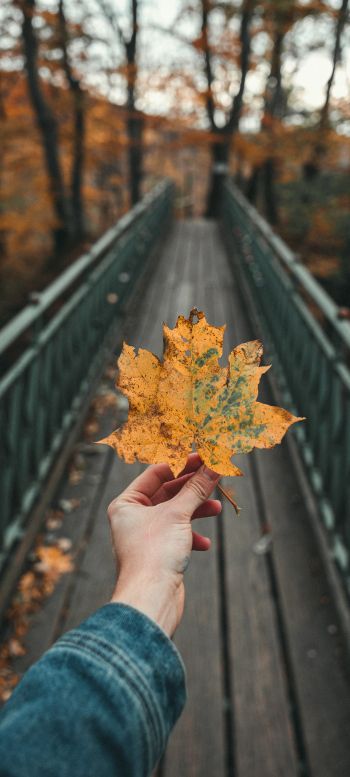 autumn leaf, maple, bridge, autumn, forest Wallpaper 1080x2400