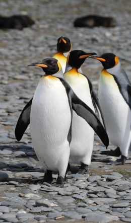 Обои 600x1024 пингвины, дикая природа, камни
