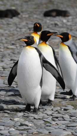 Обои 640x1136 пингвины, дикая природа, камни