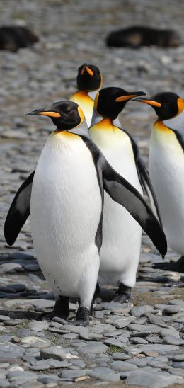 Обои 720x1520 пингвины, дикая природа, камни
