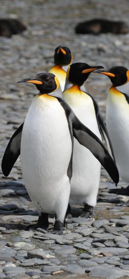 Обои 1080x2340 пингвины, дикая природа, камни