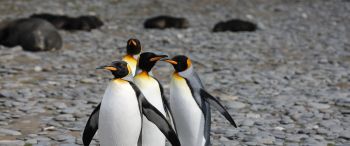 Обои 3440x1440 пингвины, дикая природа, камни
