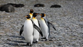 Обои 3840x2160 пингвины, дикая природа, камни