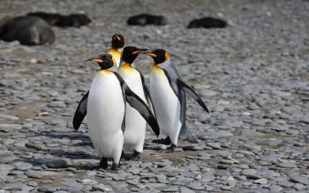 Обои 2560x1600 пингвины, дикая природа, камни