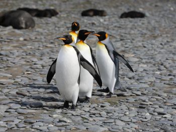 Обои 1024x768 пингвины, дикая природа, камни