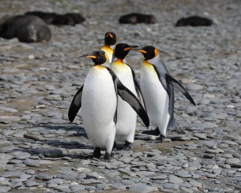 Обои 1280x1024 пингвины, дикая природа, камни