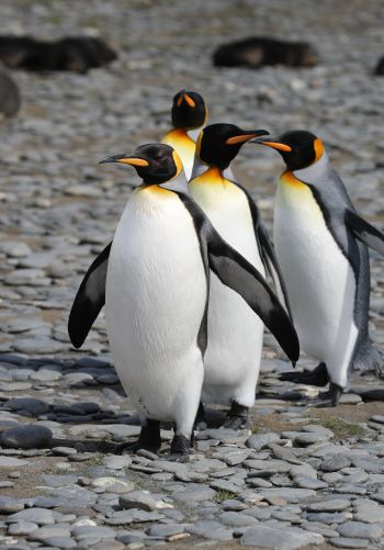 Обои 1668x2388 пингвины, дикая природа, камни