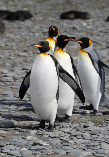 Обои 1640x2360 пингвины, дикая природа, камни