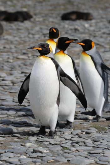 Обои 640x960 пингвины, дикая природа, камни