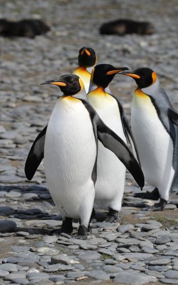 Обои 1752x2800 пингвины, дикая природа, камни