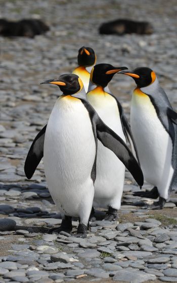 Обои 1200x1920 пингвины, дикая природа, камни