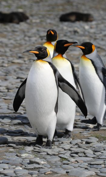 Обои 1200x2000 пингвины, дикая природа, камни