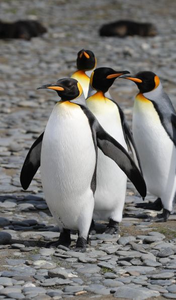 Обои 600x1024 пингвины, дикая природа, камни