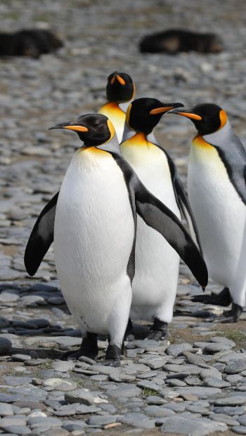 Обои 640x1136 пингвины, дикая природа, камни