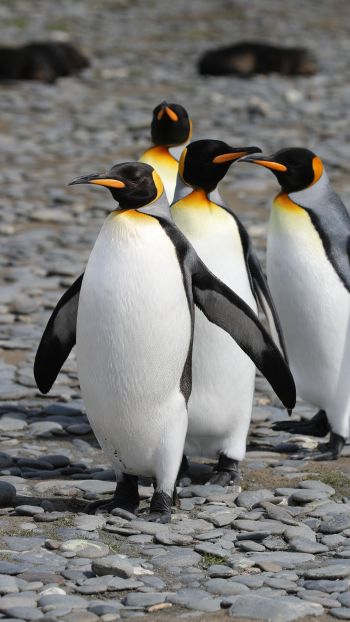 Обои 1080x1920 пингвины, дикая природа, камни