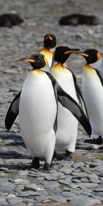 Обои 720x1440 пингвины, дикая природа, камни