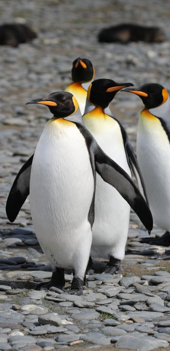 Обои 1080x2220 пингвины, дикая природа, камни