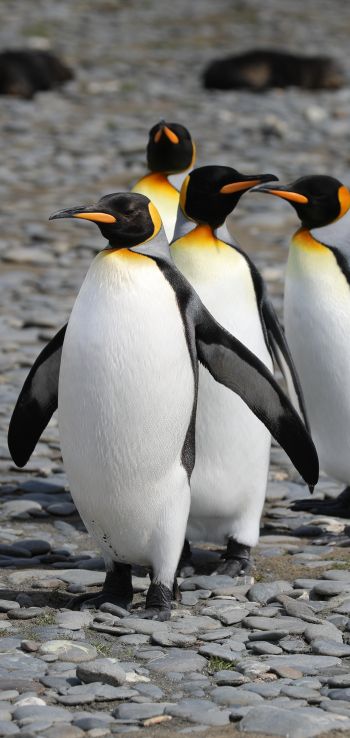 Обои 720x1520 пингвины, дикая природа, камни