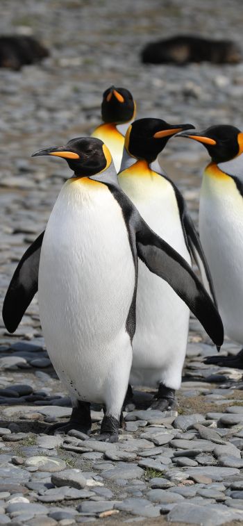 Обои 828x1792 пингвины, дикая природа, камни