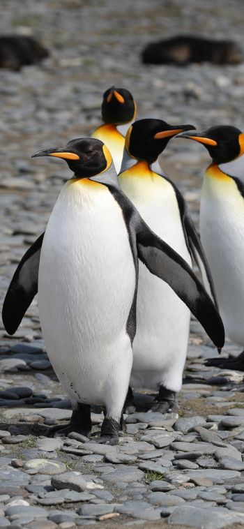 Обои 1080x2340 пингвины, дикая природа, камни