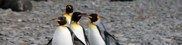 Обои 1590x400 пингвины, дикая природа, камни