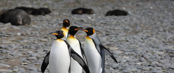 Обои 2560x1080 пингвины, дикая природа, камни