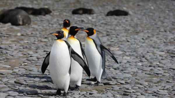 Обои 1366x768 пингвины, дикая природа, камни