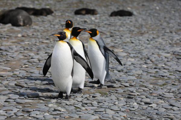 penguins, wildlife, stones Wallpaper 6720x4480