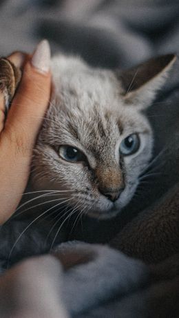 Обои 640x1136 кот, кошачий глаз, голубые глаза, усы, уют