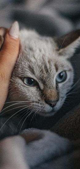 Обои 720x1520 кот, кошачий глаз, голубые глаза, усы, уют
