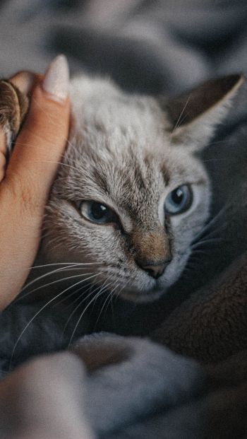 cat, cat eye, blue eyes, mustache, comfort Wallpaper 640x1136