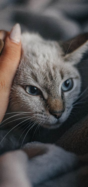 Обои 720x1520 кот, кошачий глаз, голубые глаза, усы, уют