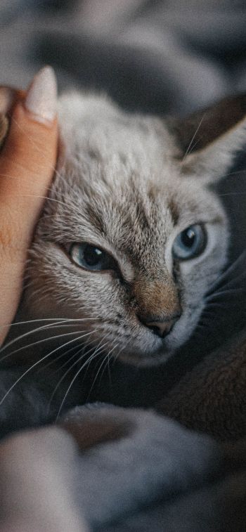 Обои 1125x2436 кот, кошачий глаз, голубые глаза, усы, уют