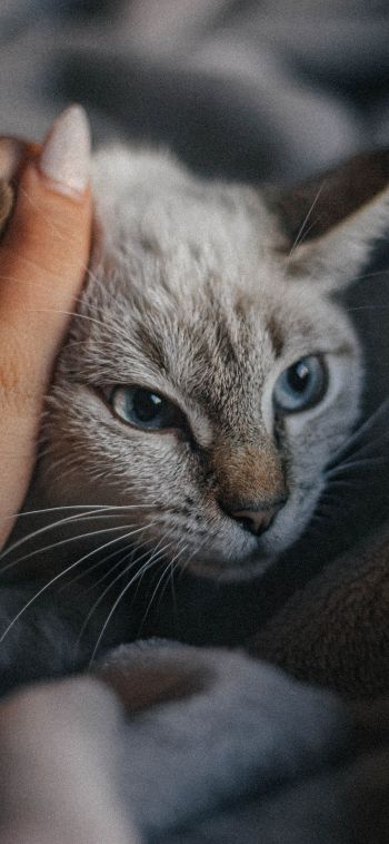 Обои 1080x2340 кот, кошачий глаз, голубые глаза, усы, уют