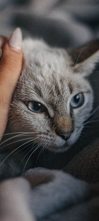 Обои 1440x3200 кот, кошачий глаз, голубые глаза, усы, уют