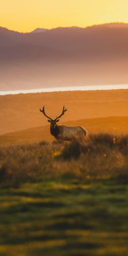 deer, sunset, wildlife, wild animals Wallpaper 720x1440