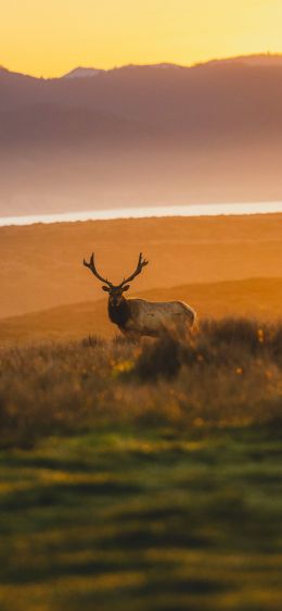 deer, sunset, wildlife, wild animals Wallpaper 1242x2688