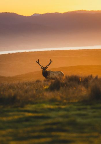 deer, sunset, wildlife, wild animals Wallpaper 1668x2388