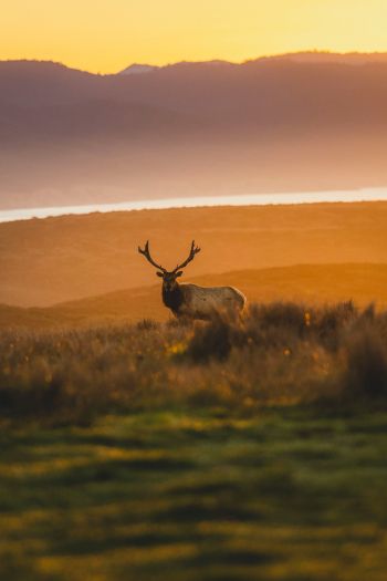 deer, sunset, wildlife, wild animals Wallpaper 640x960