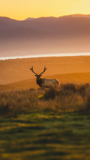 deer, sunset, wildlife, wild animals Wallpaper 640x1136