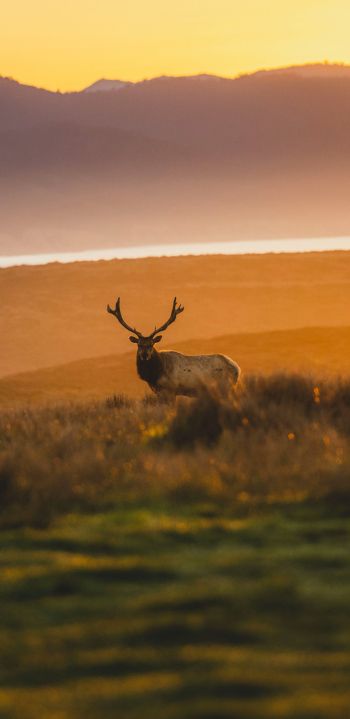 deer, sunset, wildlife, wild animals Wallpaper 1440x2960