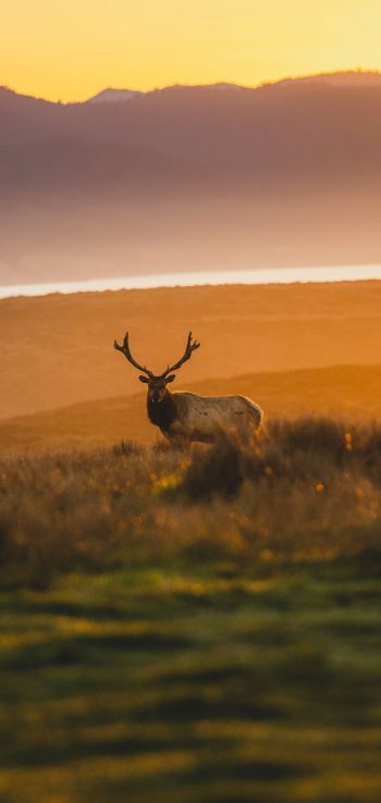 deer, sunset, wildlife, wild animals Wallpaper 1080x2280