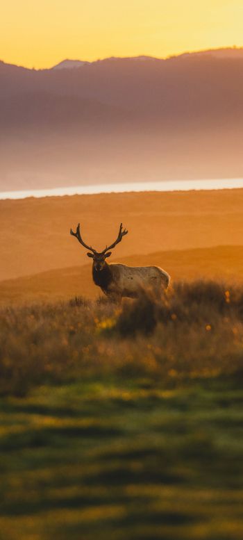 deer, sunset, wildlife, wild animals Wallpaper 1080x2400