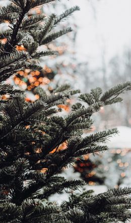 spruce, winter, snow, New Year, holiday, street Wallpaper 600x1024