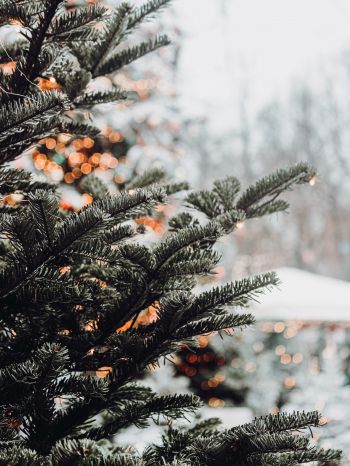 spruce, winter, snow, New Year, holiday, street Wallpaper 1668x2224