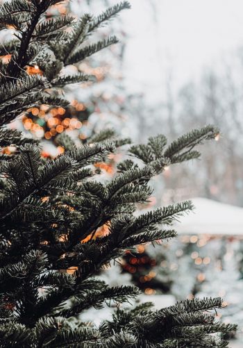 spruce, winter, snow, New Year, holiday, street Wallpaper 1668x2388