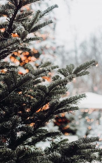 spruce, winter, snow, New Year, holiday, street Wallpaper 1752x2800