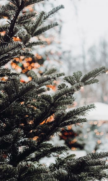 spruce, winter, snow, New Year, holiday, street Wallpaper 1200x2000